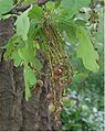 Galla su Quercus robur