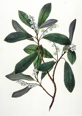 Ботаническая иллюстрация из книги The Endeavour Botanical Illustrations, 1768—1771