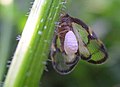 Můra Epiricania hagoromo (Epipyropidae) krmení na Planthopper Euricania facialis