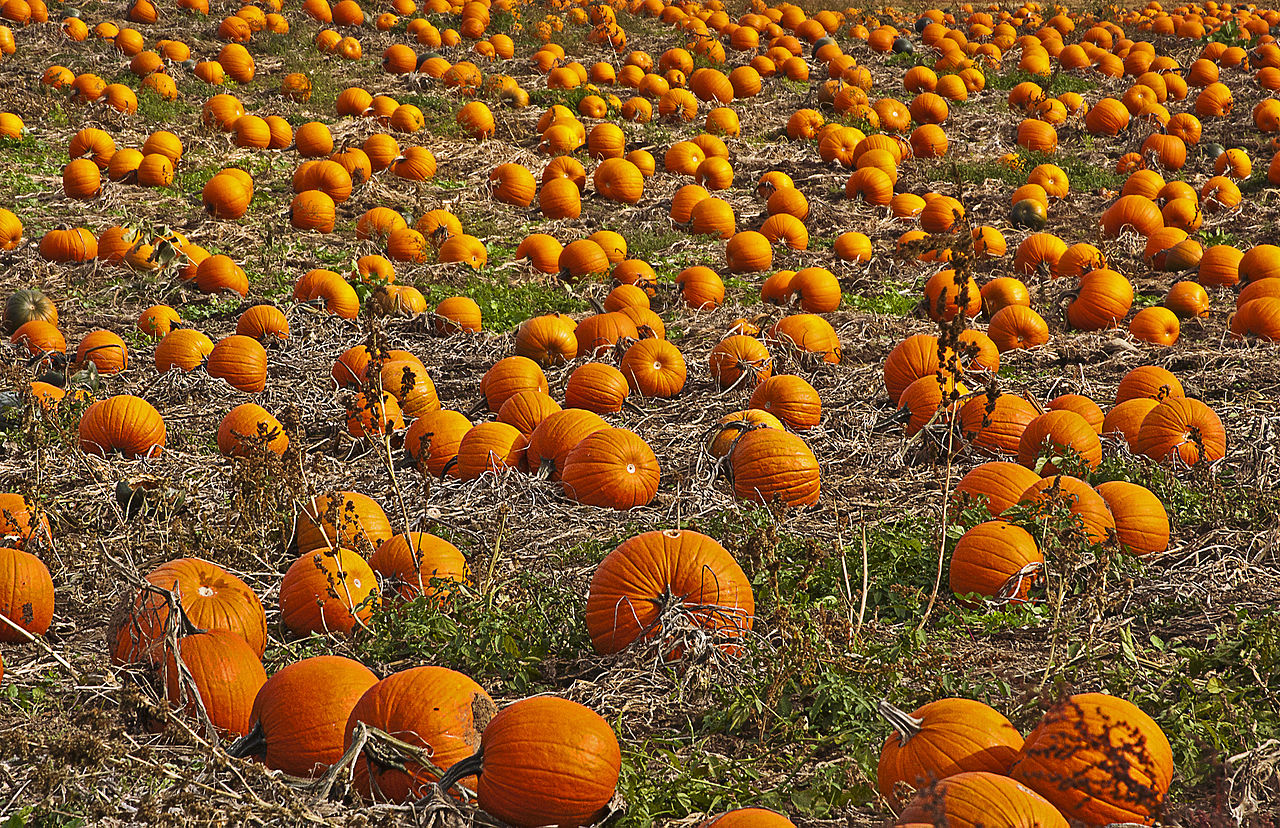 Pumpkin Field