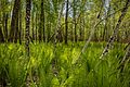 Platz 5: Heidi Lauterbach - Der Farnwald im Achendelta am Chiemsee im Frühling