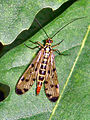 Eine Skorpionsfliege, Panorpa vulgaris f