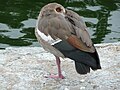 Alopochen aegyptiaca, Gaziantep Zoo, Turska