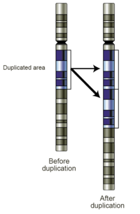 duplication