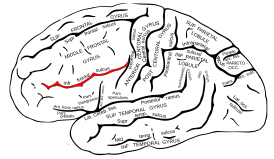 Нижняя лобная борозда головного мозга