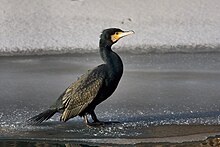 Great cormorant Great cormorant.jpg