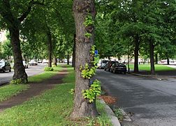 Midt i gaten fra Niels Juels gate til Eckersbergs gate går en ridesti. Foto: Helge Høifødt