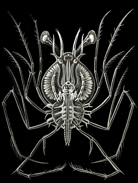 452px-Haeckel_Phyllosoma.jpg