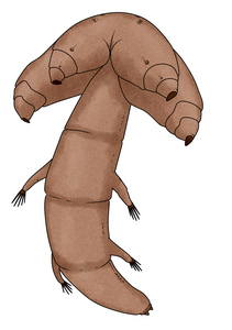 胴部に付属肢を持つ化石シタムシ Heymonsicambria scandica