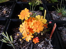 Hibbertia stellaris.jpg