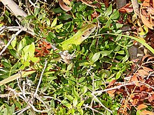 Lacerta viridis (Zingaro) 02.jpg