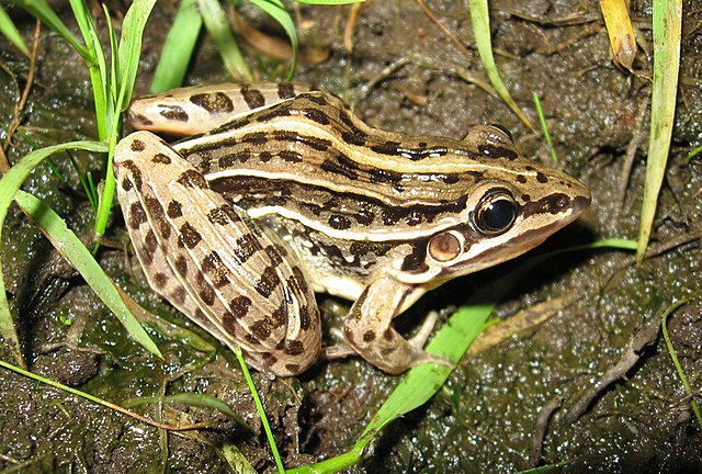 Description de l'image Leptodactylus gracilis02.jpg.