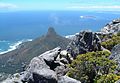 Lion's Head vom Tafelberg