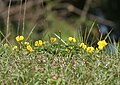 Lotus corniculatus