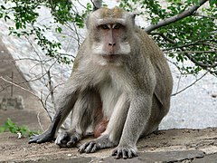 Macaca fascicularis