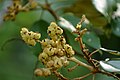 Fruits (left), female flower (right)