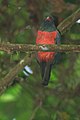 Slaty-tailed trogon