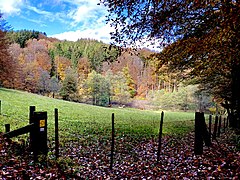 Blick ins Scheideweger Bachtal südl. Dörper Berg