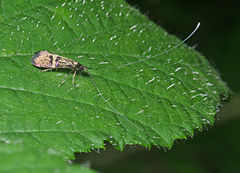 Nemophora degeerella-pjt.jpg