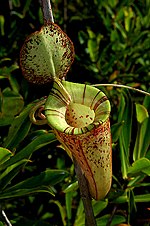 รูปขนาดย่อสำหรับ Nepenthes × hookeriana