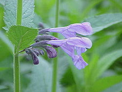 Nepeta sibirica.