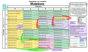 Selection of disease-causing mutations, in a standard table of the genetic code of amino acids Notable mutations.svg