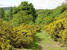 A section of drover's road at Cotkerse near Blairlogie, Scotland. Old Drovers Path at Cotkerse.jpg