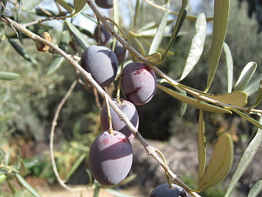 Olea europaea, Coín, Spain