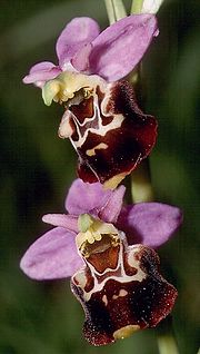 Miniatura para Ophrys holoserica