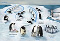Emperor penguin lifecycle, by Zina Deretsky, National Science Foundation