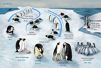 Emperor Penguin life-cycle