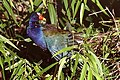 Picture of American purple gallinule, taken in the Everglades National Park.