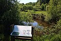 Kamsalamanderpoel in het Paelepelbos