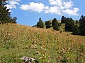 Alpe-weiveld aan die voet van die Mont Pravouta, ten noorde van die Col du Coq.