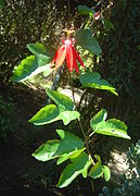 Passiflora vitifolia