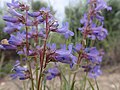 Flowers of Penstemon aridus