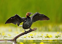 Kis kárókatona (Phalacrocorax pygmeus)