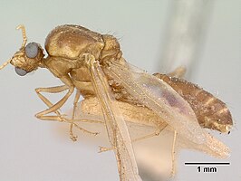 Pheidole voeltzkowii