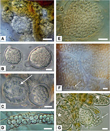 Phytomyxea collage.jpg