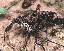 Portia.fimbriata.female.-.tanikawa.jpg