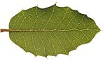 Ungdomsform av blad hos Quercus ilex subsp. rotundifolia, Extremadura, Spanien