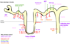 renal transporters