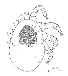 Rhinonyssus kadrae