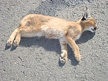 Roadkill caracal in Afedena (exclosure), Ethiopia Roadkill caracal in Afedena.jpg