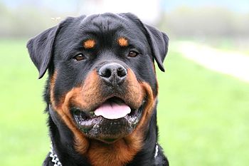 English: Rottweiler Head Deutsch: Rottweiler Kopf