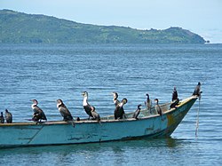 Cormorani nell'isola di Rusinga - Lago Vittoria