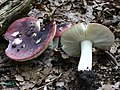 Russula atropurpurea