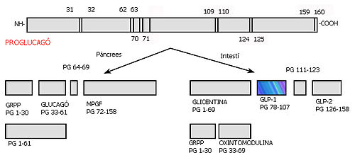 Síntesis del GLP-1 en les cèl·lules-L