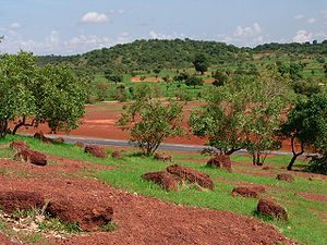 Sahel forest near Kayes city