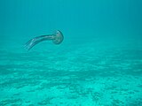 Medusa Luminosa (Pelagia Noctiluca) fotografata a Lido "Saturo", Marina di Leporano (TA)